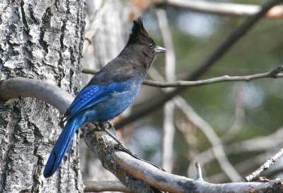 Steller's Jay