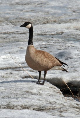 Canada Goose