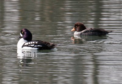 Barrow's Goldeneye