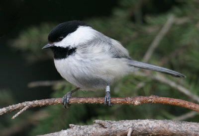 Banded chickadee