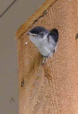 Fledgling Tree Swallow