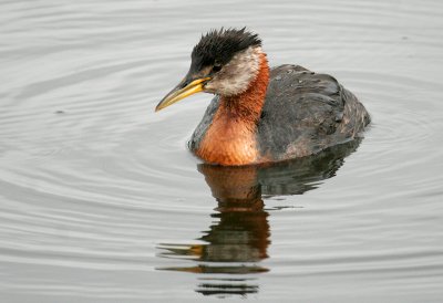 Red-necked Grebe