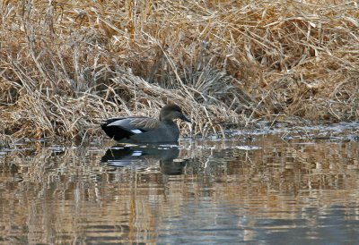 Gadwall