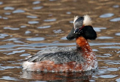 Horned Grebe