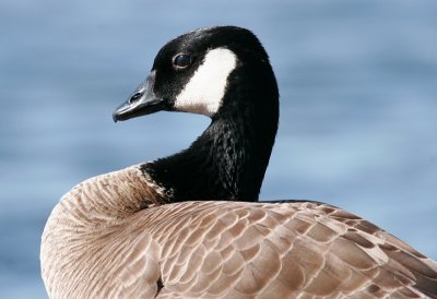 White-cheeked Geese