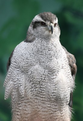 Northern Goshawk