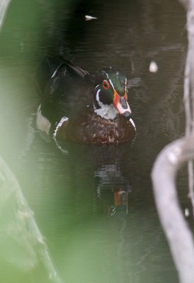 Wood Duck