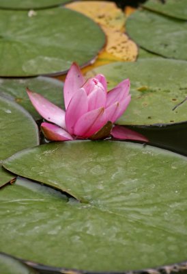 water lily