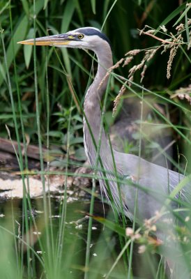 Great Blue Heron