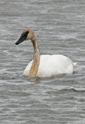 Trumpeter Swan