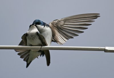 X-rated Tree Swallows