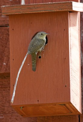 House Wren