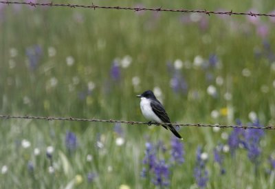 Eastern Kingbird