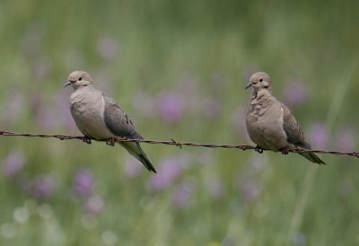 Mourning Dove