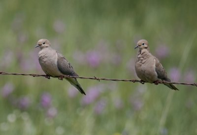 Mourning Dove