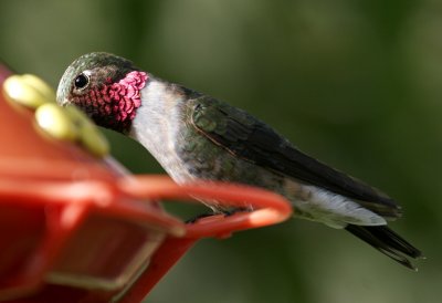 Broad-tailed Hummingbird