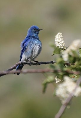 Mountain Bluebird