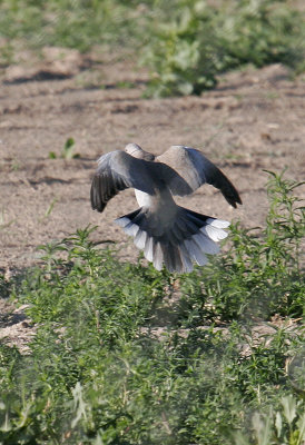 Dorsal view