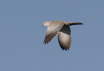 Eurasian Collared-Dove