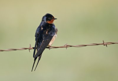 Barn Swallow