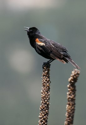 Singing Red-winged Blackbird