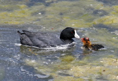 Two Coot