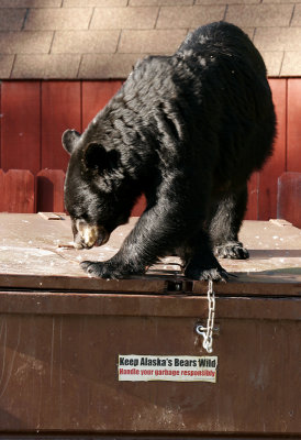 Keep Alaska's Bears Wild
