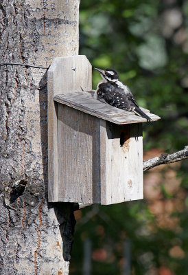 Hairy Woodpecker