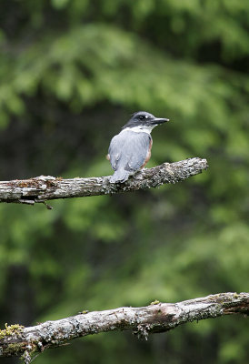 Belted Kingfisher