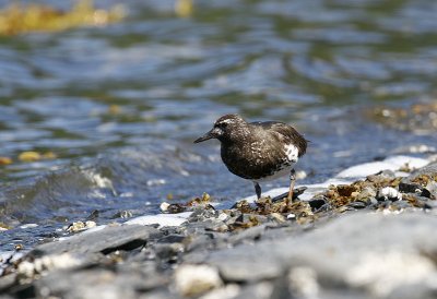 Black Turnstone