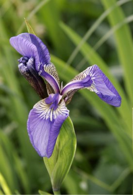 Wild Iris / Blue Flag
