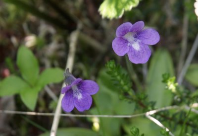 Unknown Violet Species