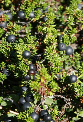 Mossberry (aka Crowberry)