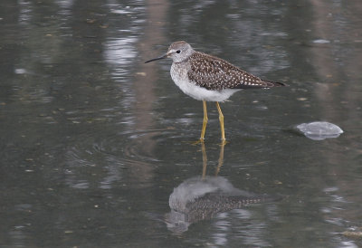 Lesser Yellowlegs