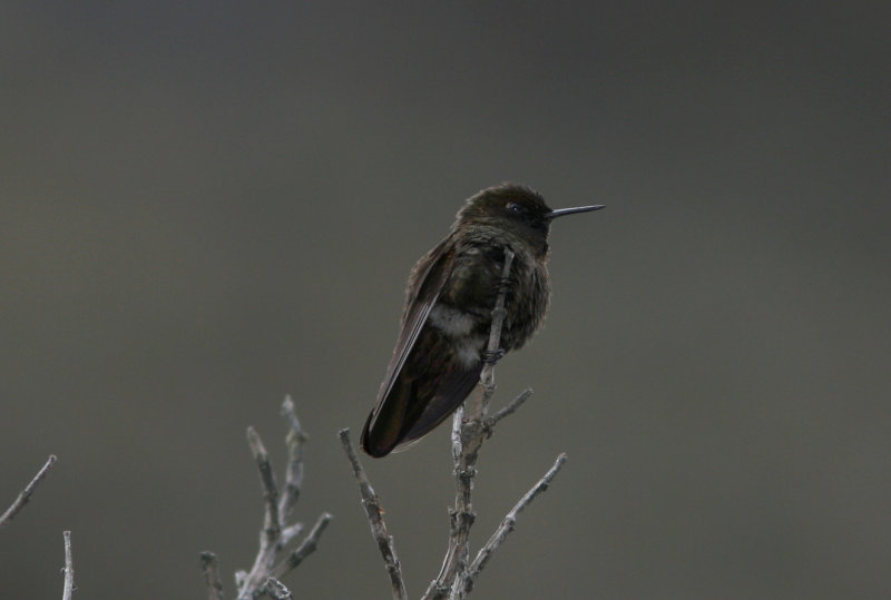 Violet-throated Metaltail, El Cajas NP 070216.jpg