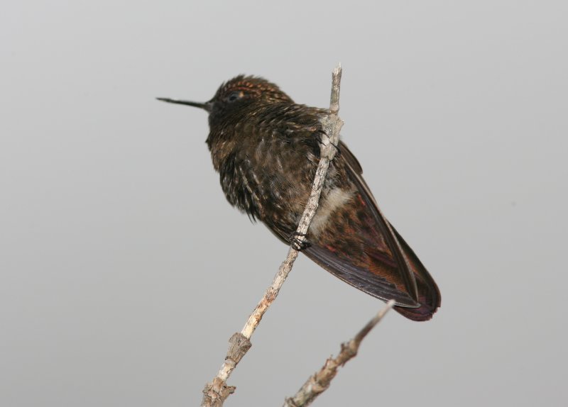 Violet-throated Metaltail, El Cajas NP 070216b.jpg