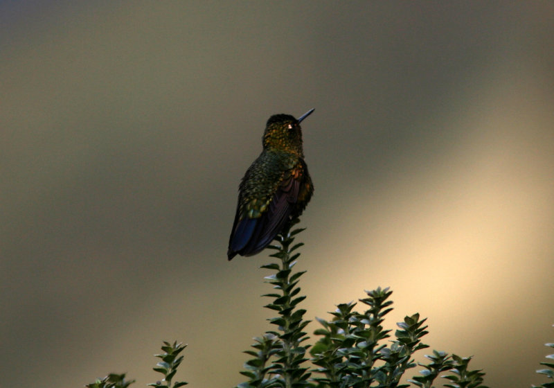 Viridian Metaltail, atrigularis, Gualaceo-Limon Road, 070215.jpg