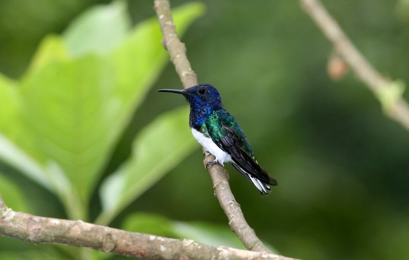 White-Necked Jacobin, male, Buenaventura 070131b.jpg