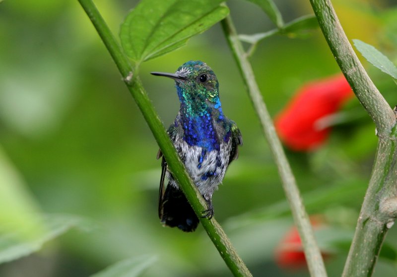 White-Necked Jacobin, young male, Buenaventura 070131.jpg