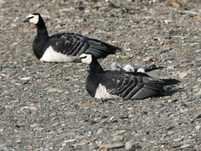 Barnacle goose, Vestpynten 060725.jpg