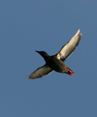 Black guillemot, Barentsburg 060720a.jpg