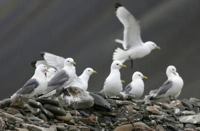 Black-legged Kittiwake ad, Bjrndalen 060726.jpg