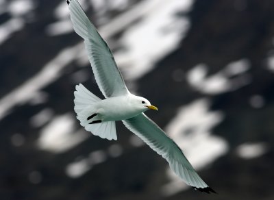 Black-legged Kittiwake ad, Leifdefjorden 060722.jpg