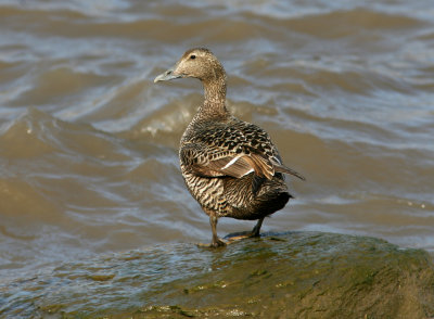 Common Eider, LYB 060720.jpg