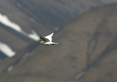 Ivory Gull ad, LYB 060720c.jpg