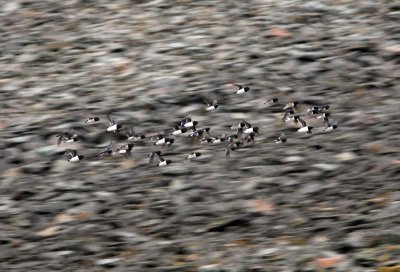 Little Auk, Bjrndalen 060725b.jpg