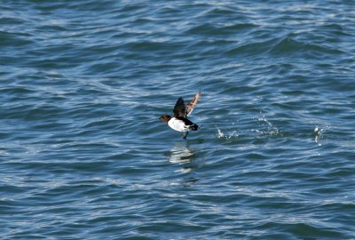 Little Auk, Ny-lesund 060723.jpg