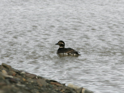 Long-tailed Duck, LYB airport 060725.jpg