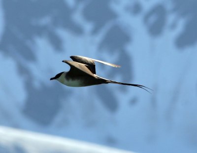 Long-tailed Skua ad, New-London 060723.jpg