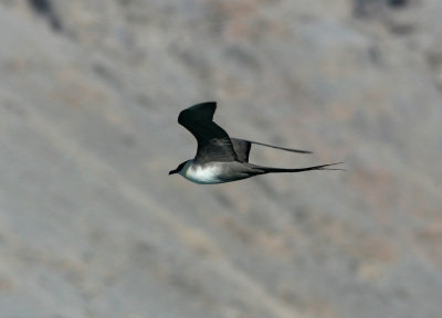 Long-tailed Skua ad, New-London 060723b.jpg